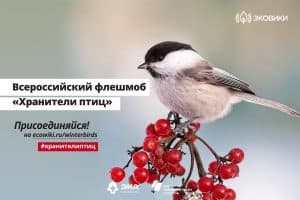В Карелии стартует флешмоб «Хранители птиц»